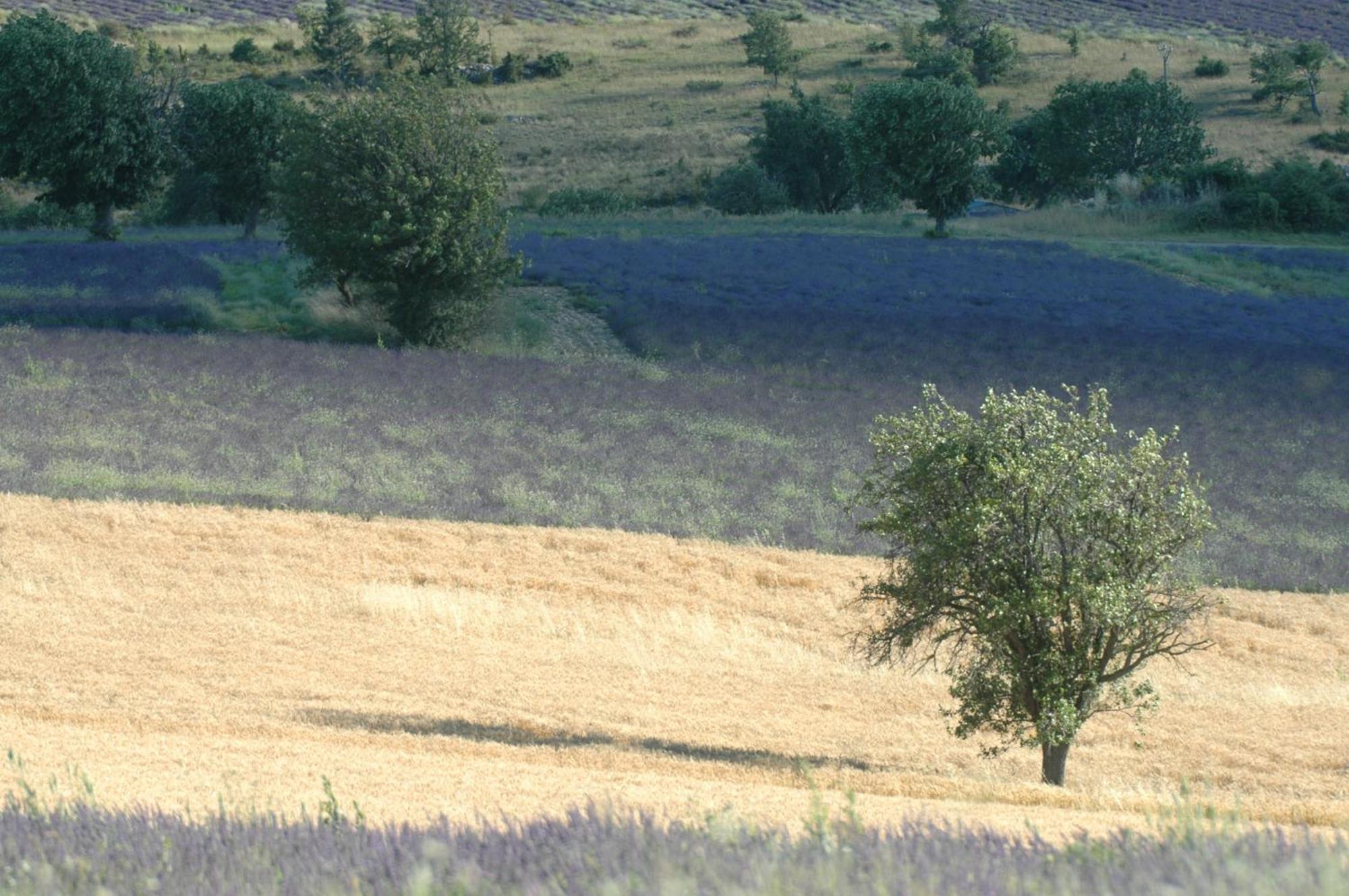 La Claveliere Ξενοδοχείο Saint-Auban-sur-lʼOuvèze Εξωτερικό φωτογραφία